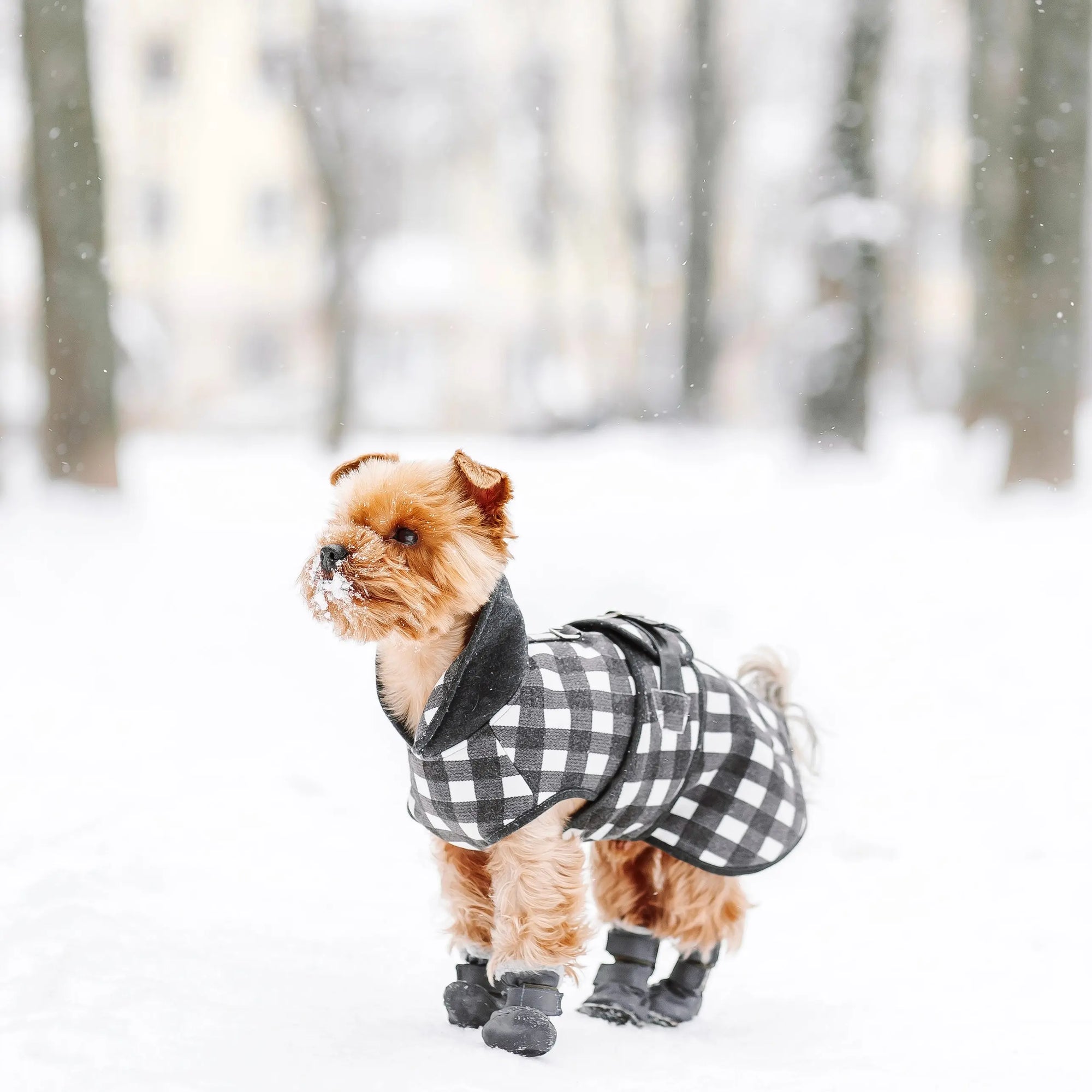dog in winter