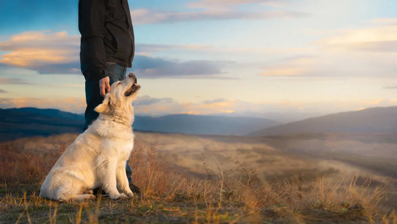 How-Diet-Impacts-Service-Dog-Performance Dog Child
