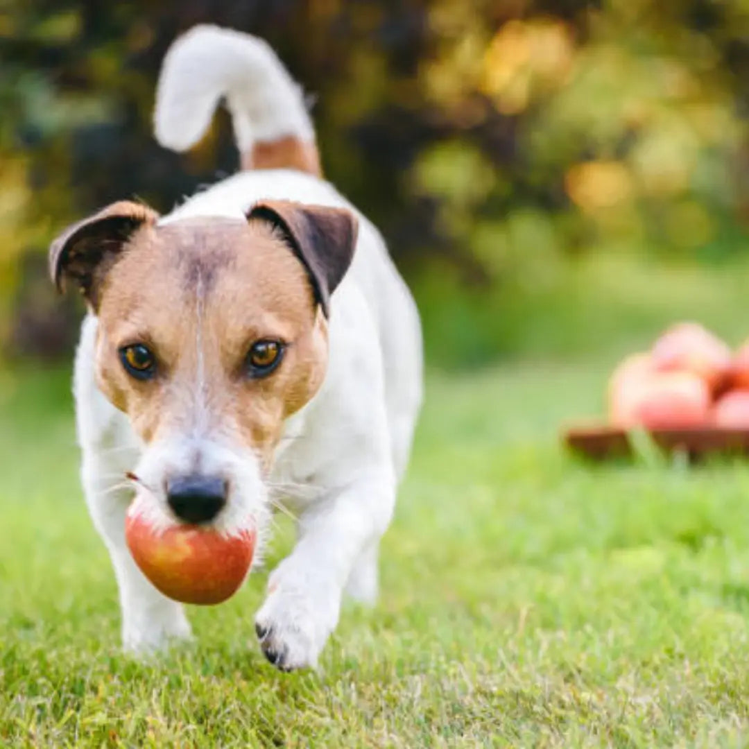 apples for dogs