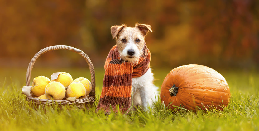 5 Fall Foods Your Dog Will Love