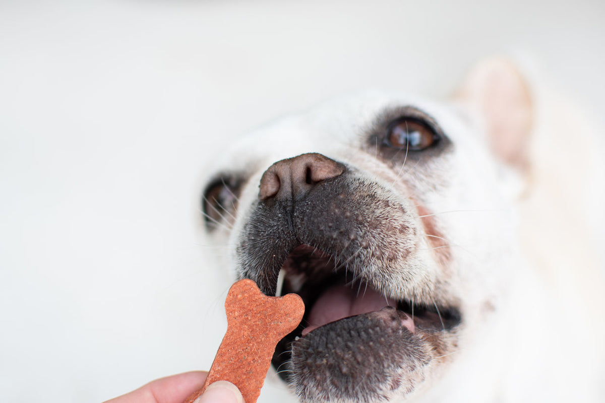 dog eating dog treat