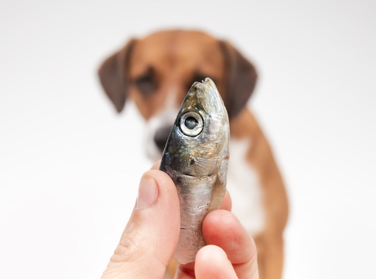 Camera focused on a small fish with a dog in the background