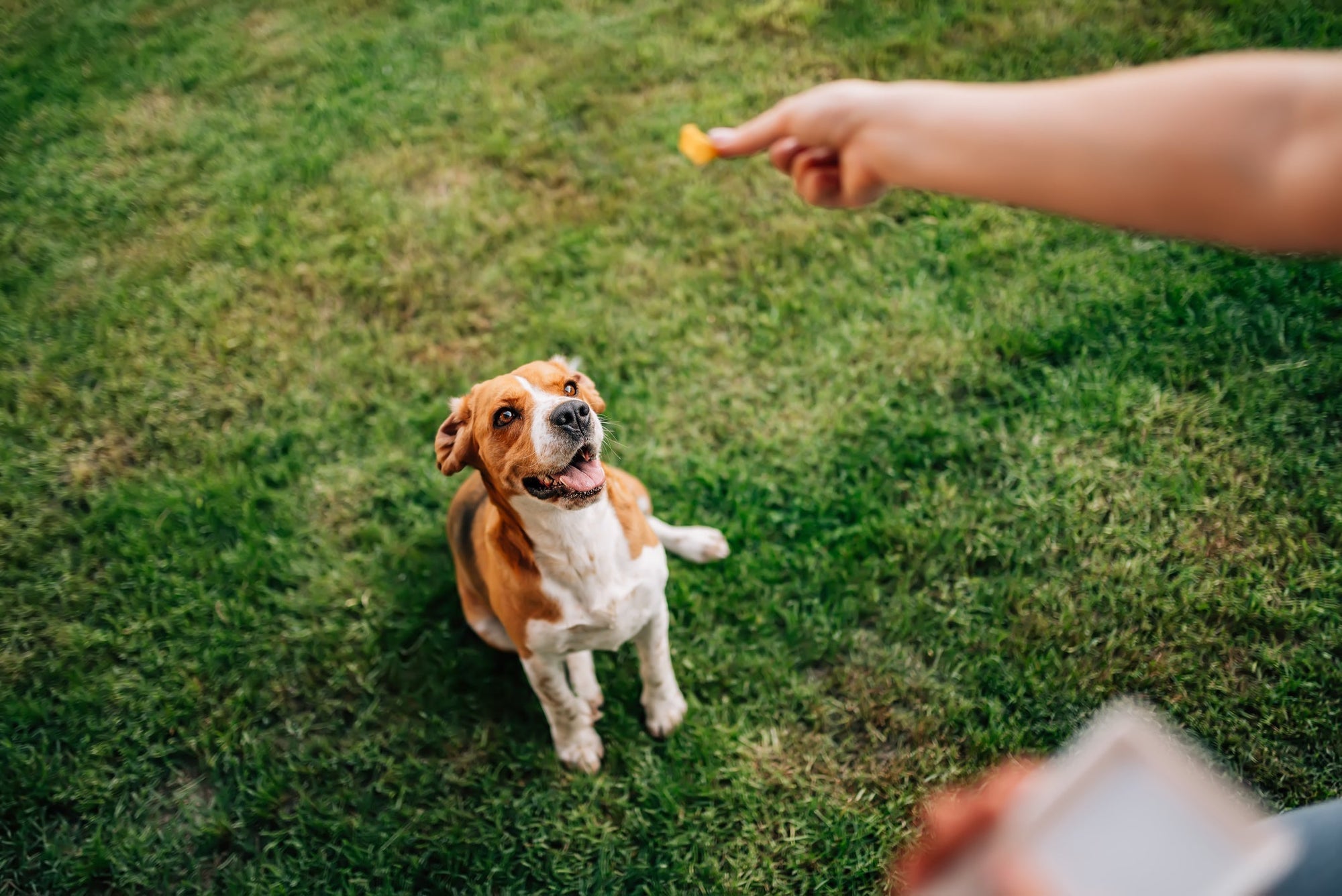 Dog on grass looking up at a treat that his owner is holding up.