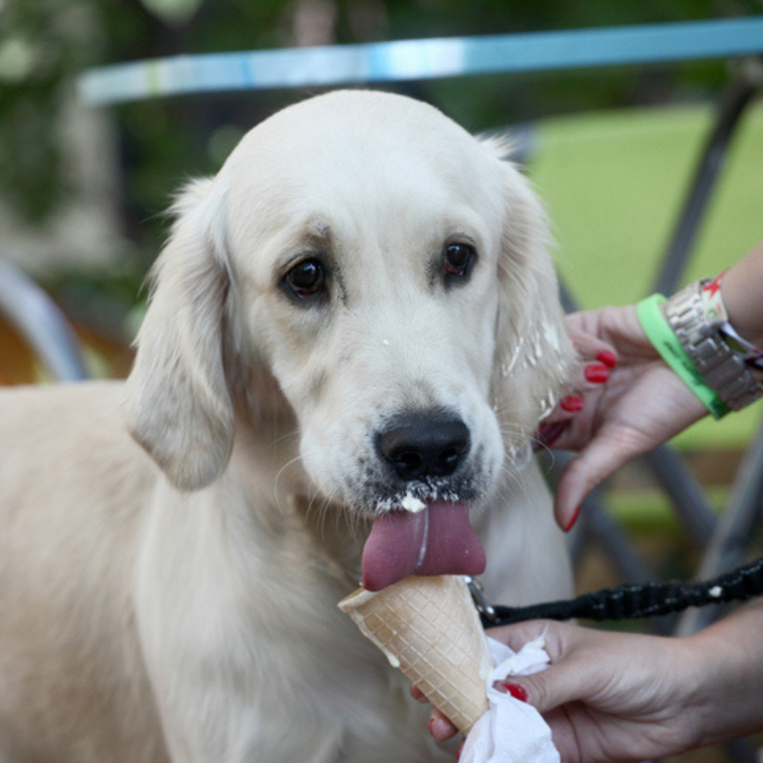 Dog Ice Cream Recipes: 5 Ways to Make Healthy Dog Ice Cream - Dog Child