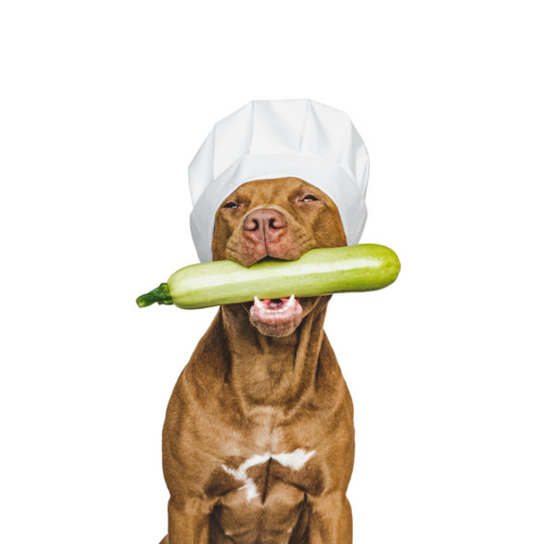 Can Dogs Eat Zucchini? Can Dogs Eat Courgette? Can Dogs Eat Summer Squash?