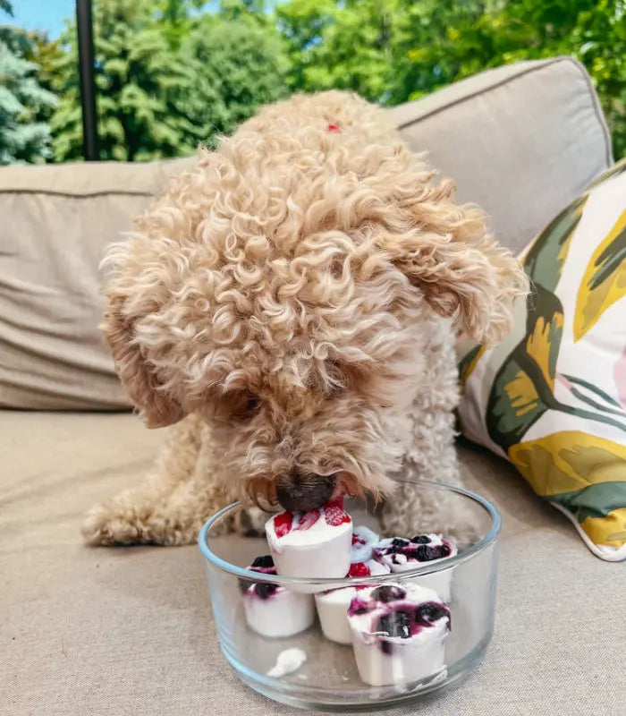 blueberry dog treat recipe