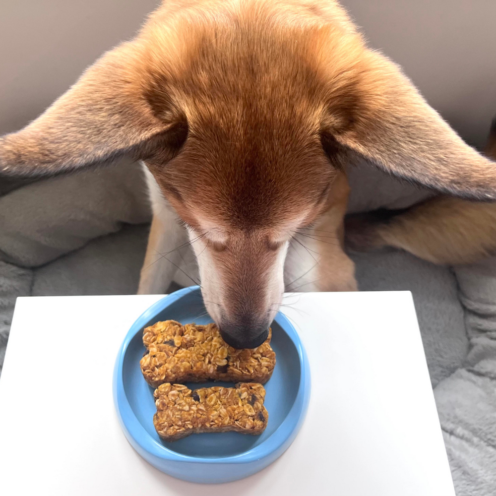 No Bake Granola Bars For Dogs Dog Child