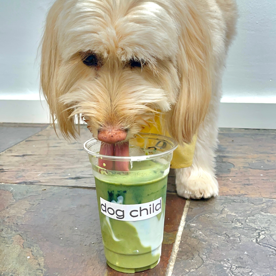 dog drinking smoothie