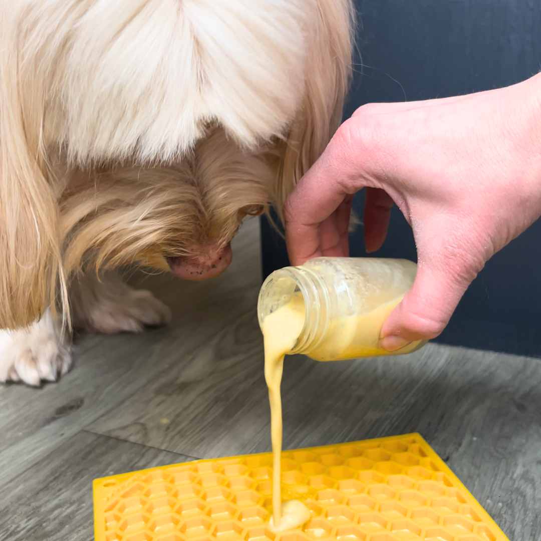 Gut-Boosting Wellness Shot for Dogs