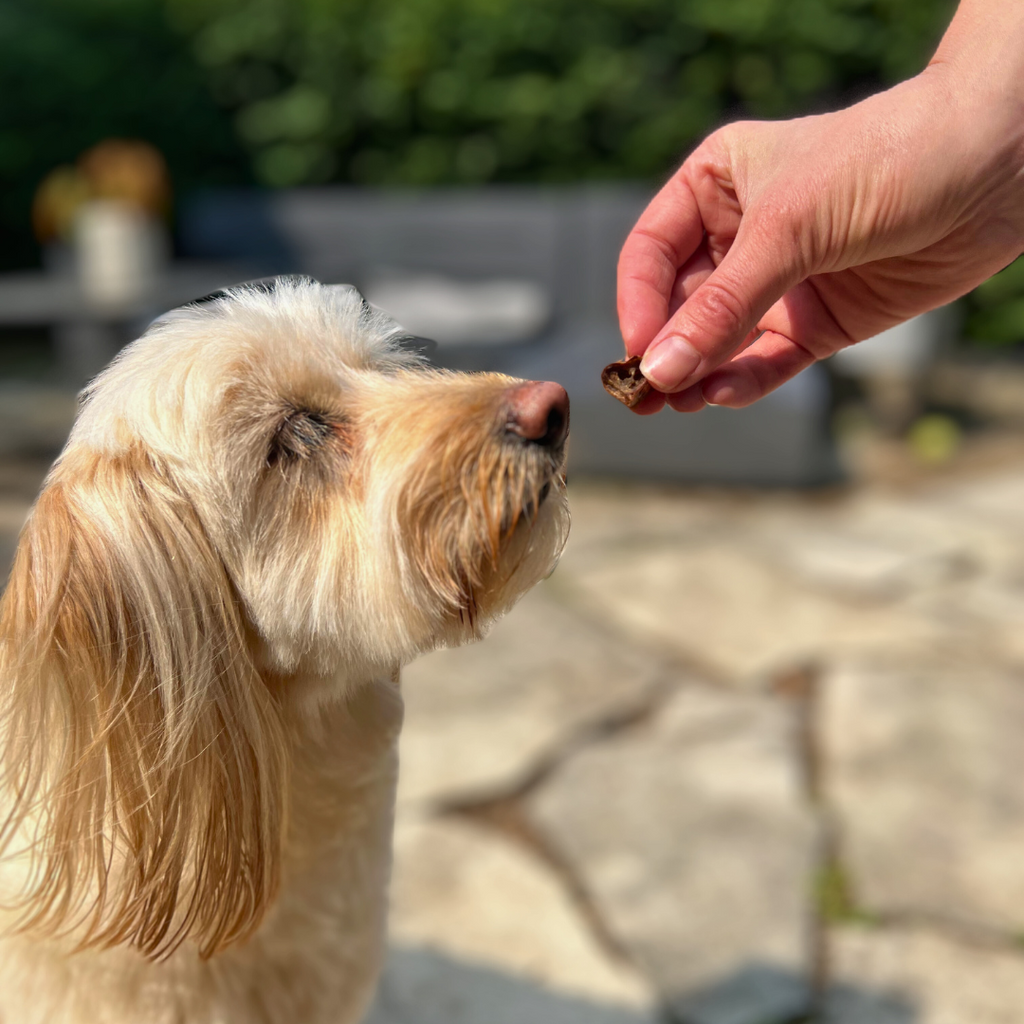 Homemade beef 2024 liver dog treats