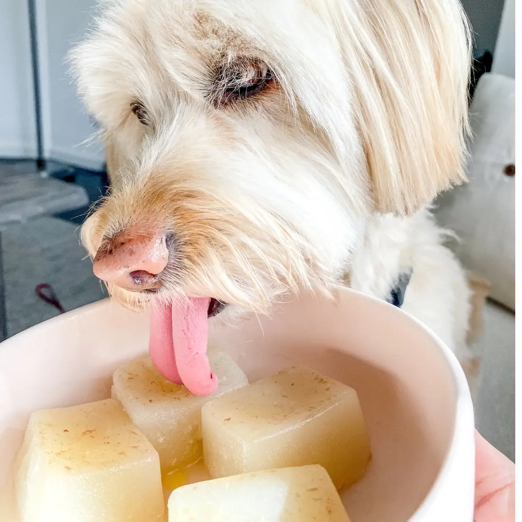 Boiling dog bones in broth online