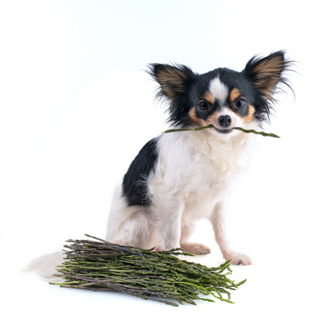 Is asparagus safe for dogs online