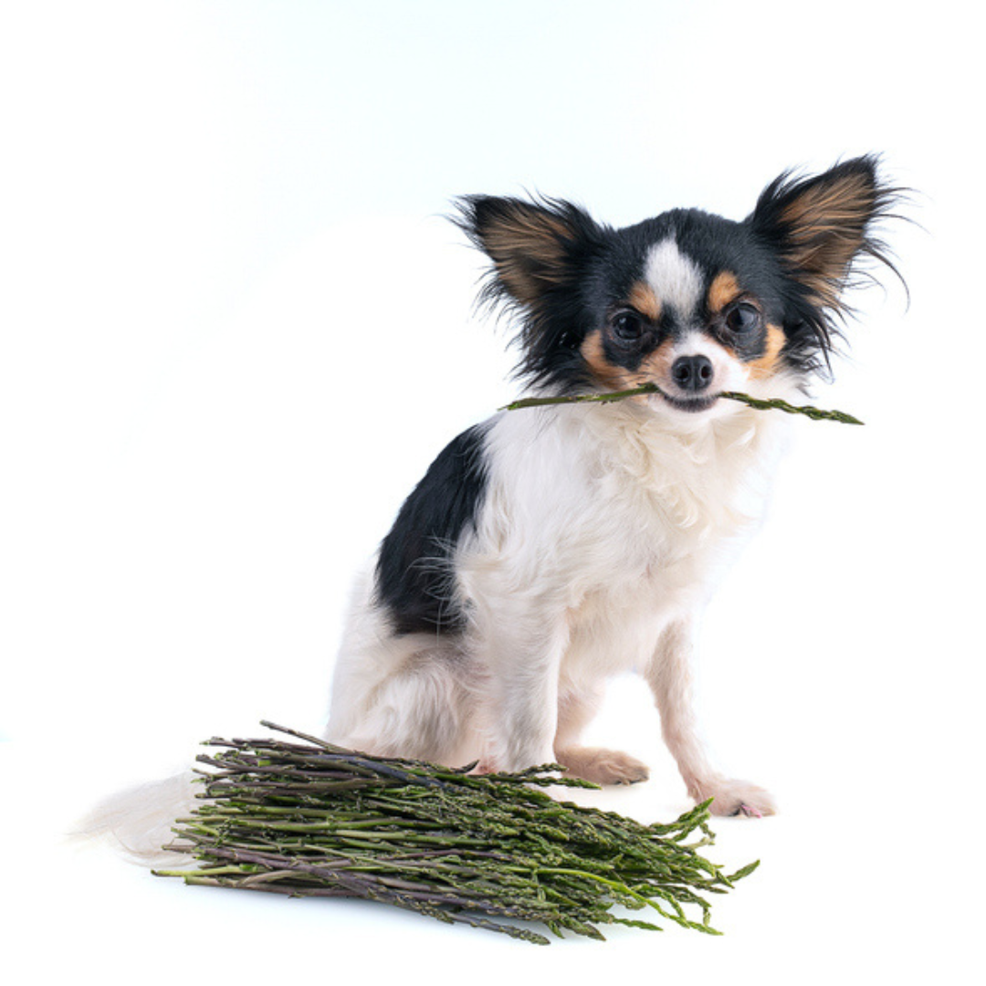 dog eating asparagus