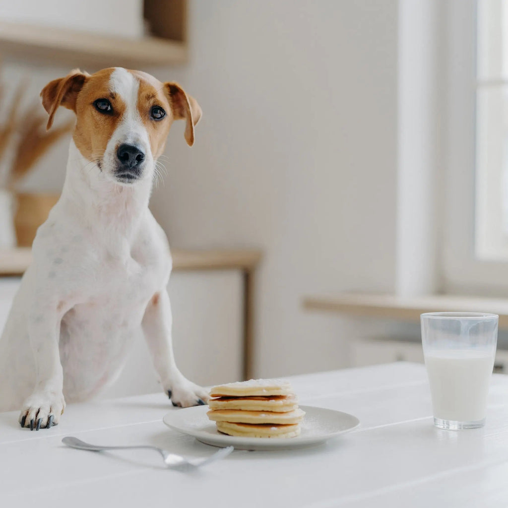 Can Dogs Have Almond Oat Coconut or Soy Milk Dog Child