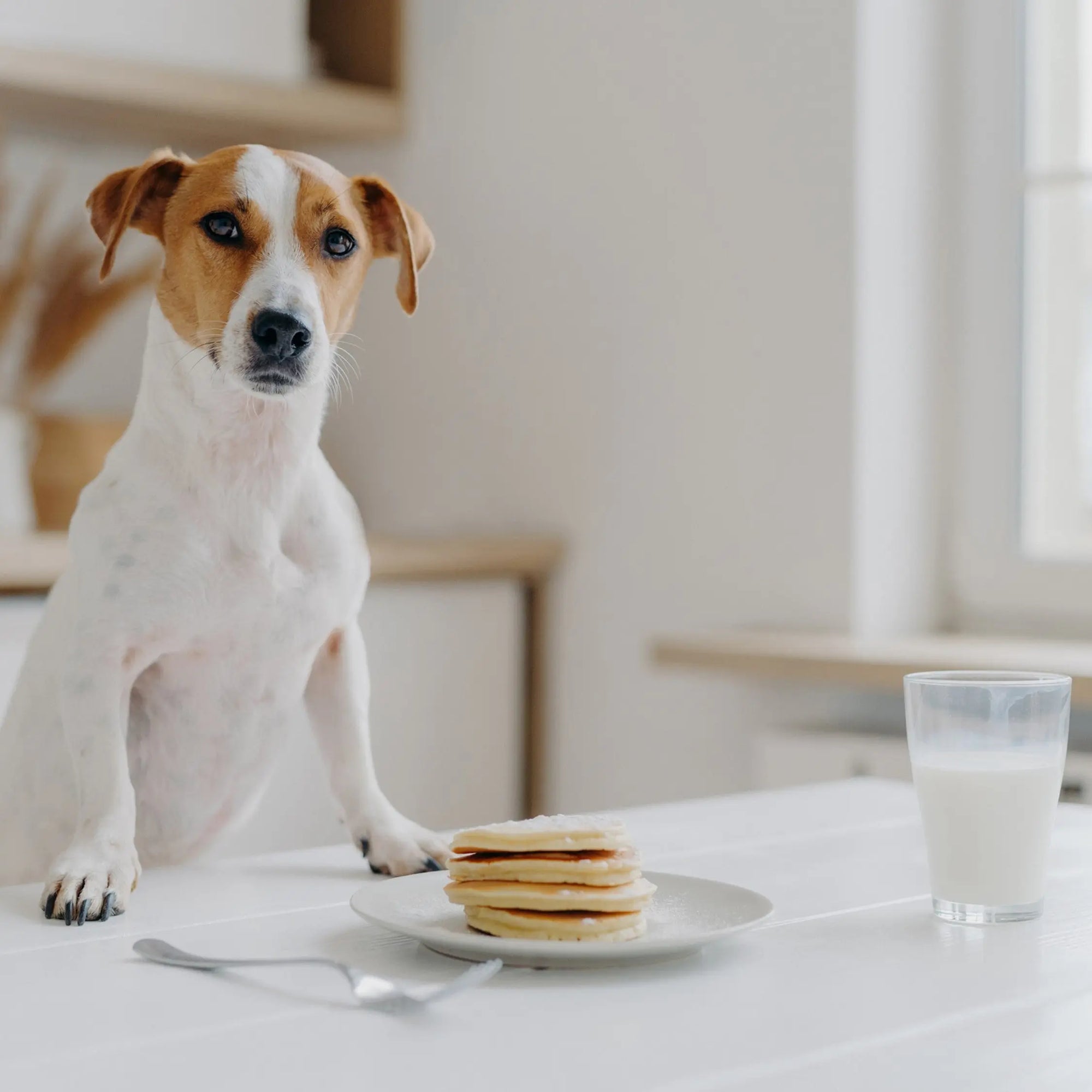 Can Dogs Have Almond Milk, Oat Milk, Coconut Milk or Soy Milk? - Dog Child