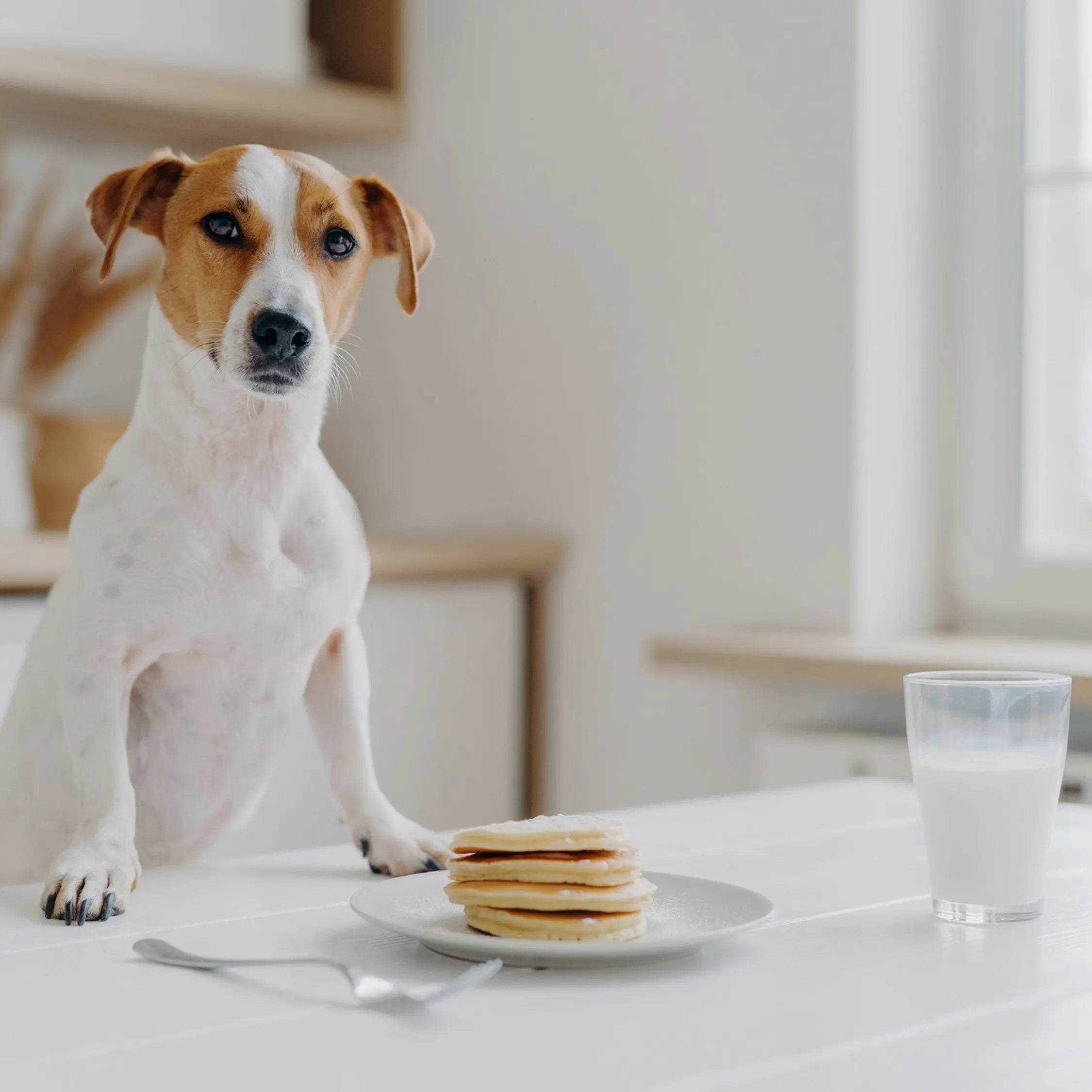Image showcasing Can Dogs Have Almond, Oat, Coconut or Soy Milk? - Dog Child