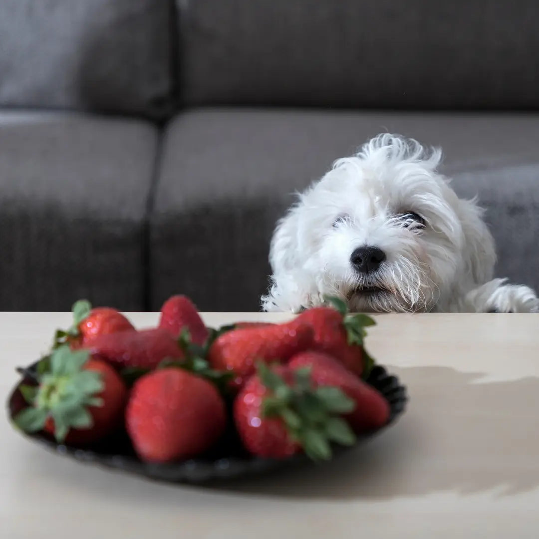 berries for dogs