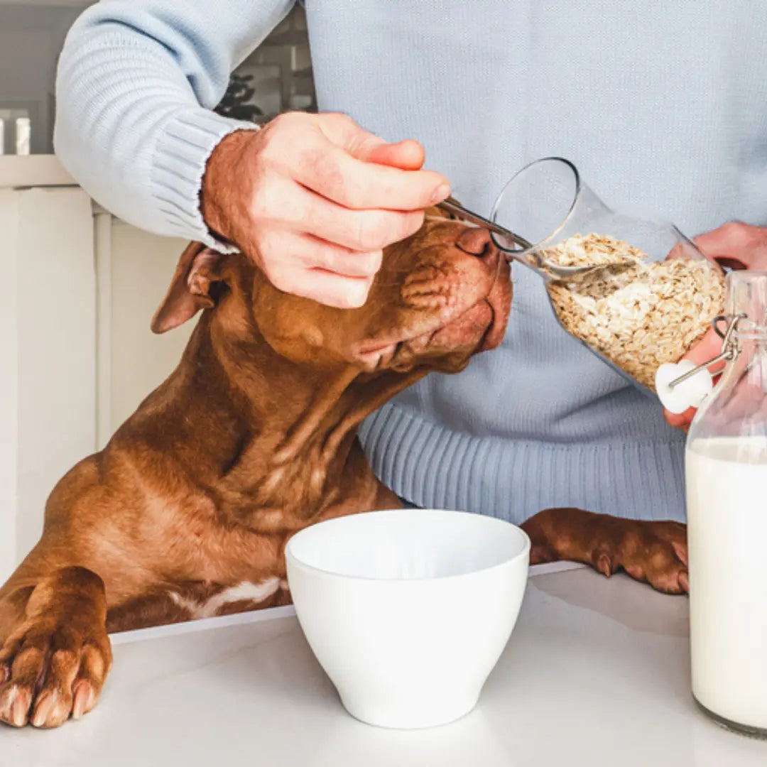 can dogs eat baby back rib bones