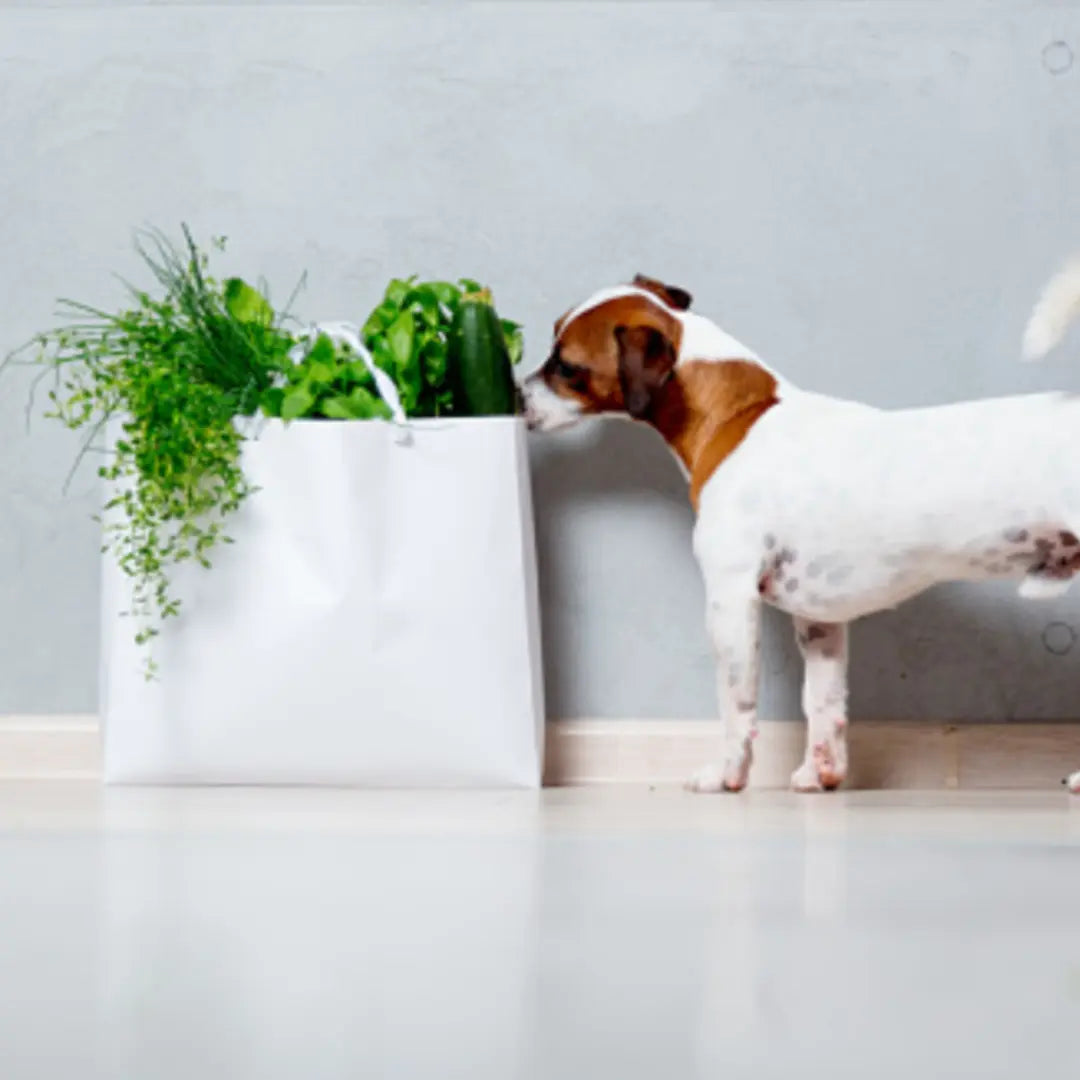 herbs for dogs