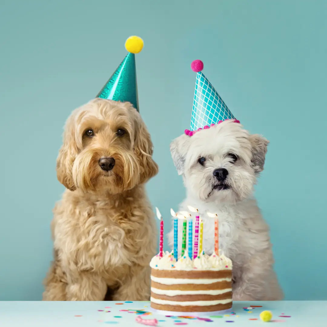 dog birthday party, pawty