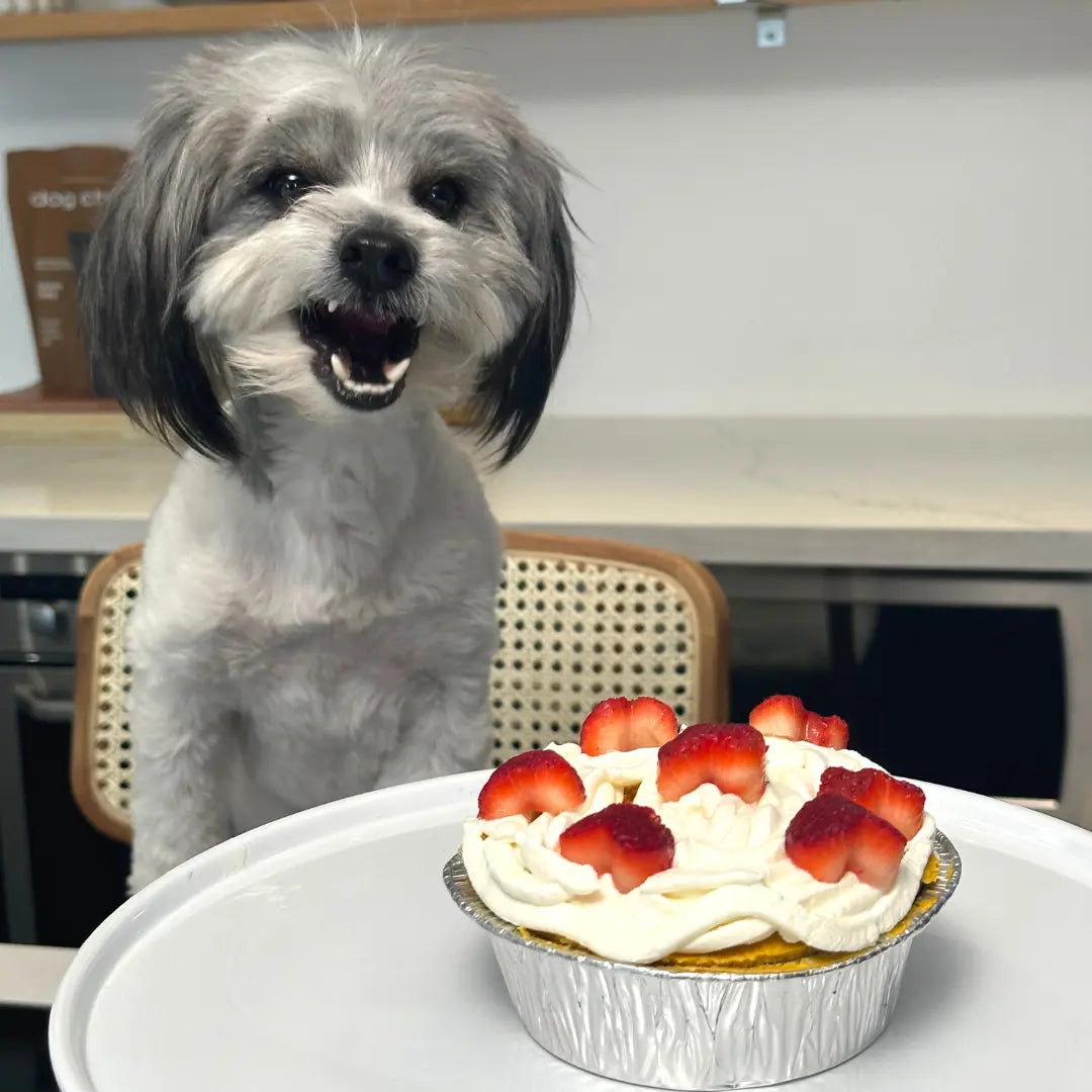 Homemade Birthday Cake for Dogs Dog Child