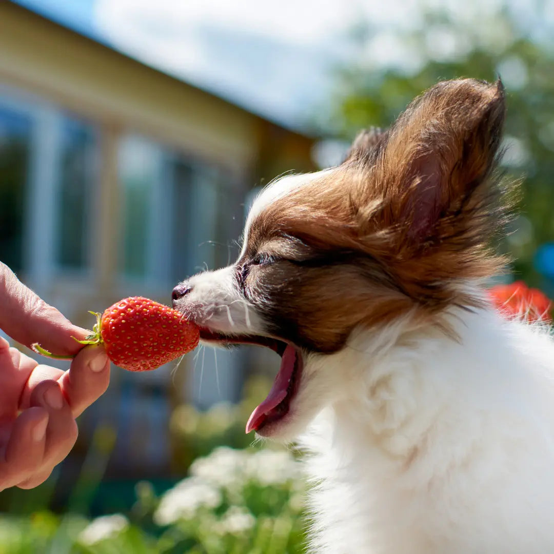 dog eating strawberry
