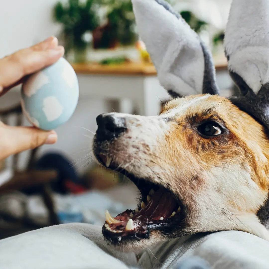 egg for dogs