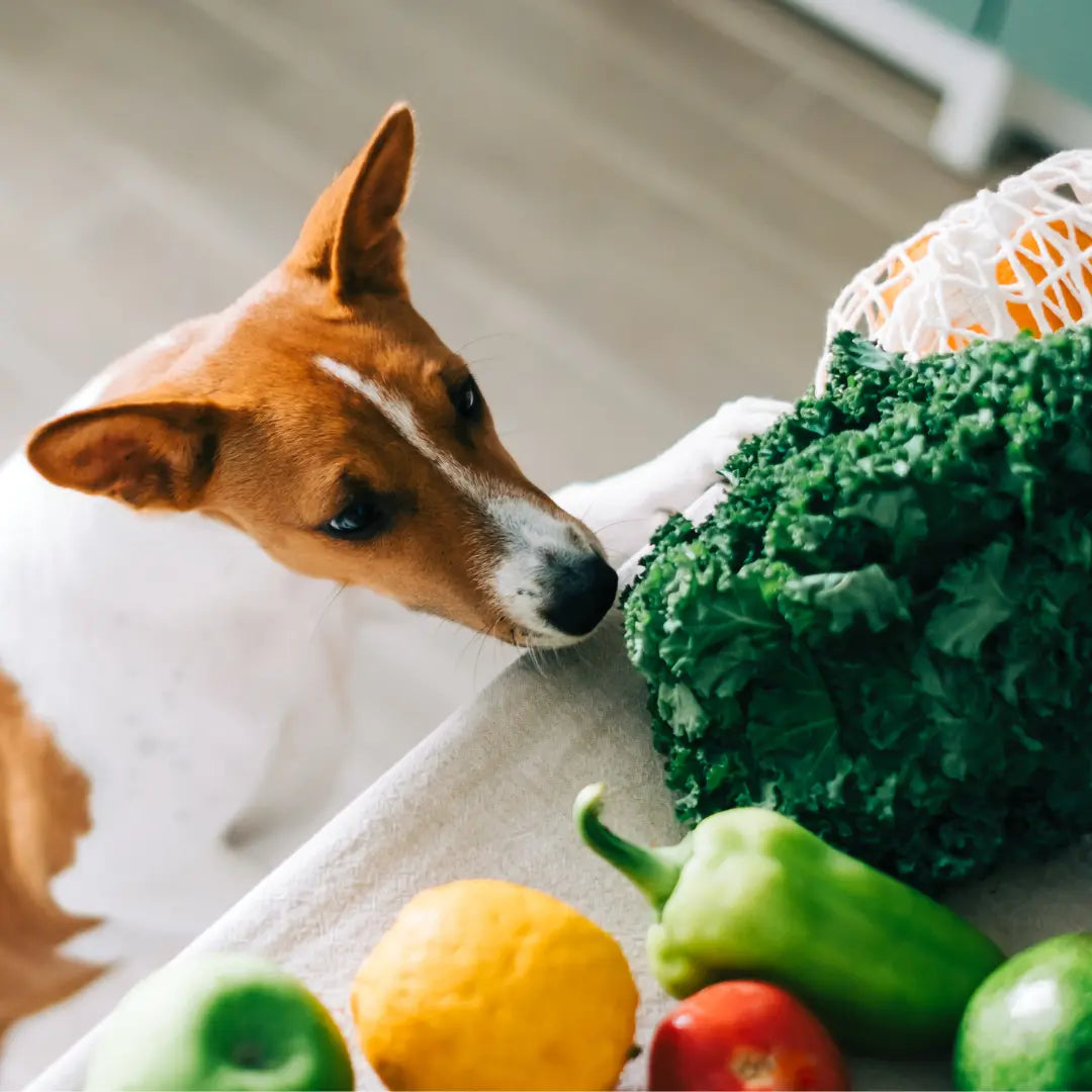 dog and vegetables