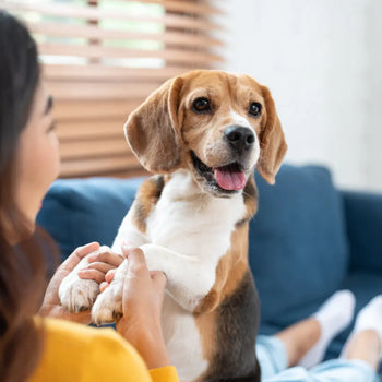 Best Renters Insurance for Pet Owners in 2026 Dog Child