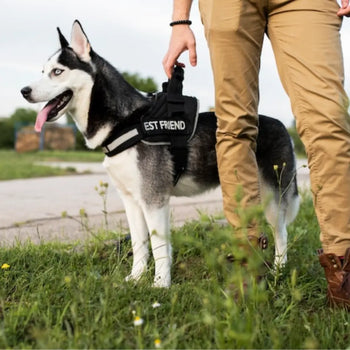 The Top Guard Dogs Are Known For Their Height And Presence Dog Child