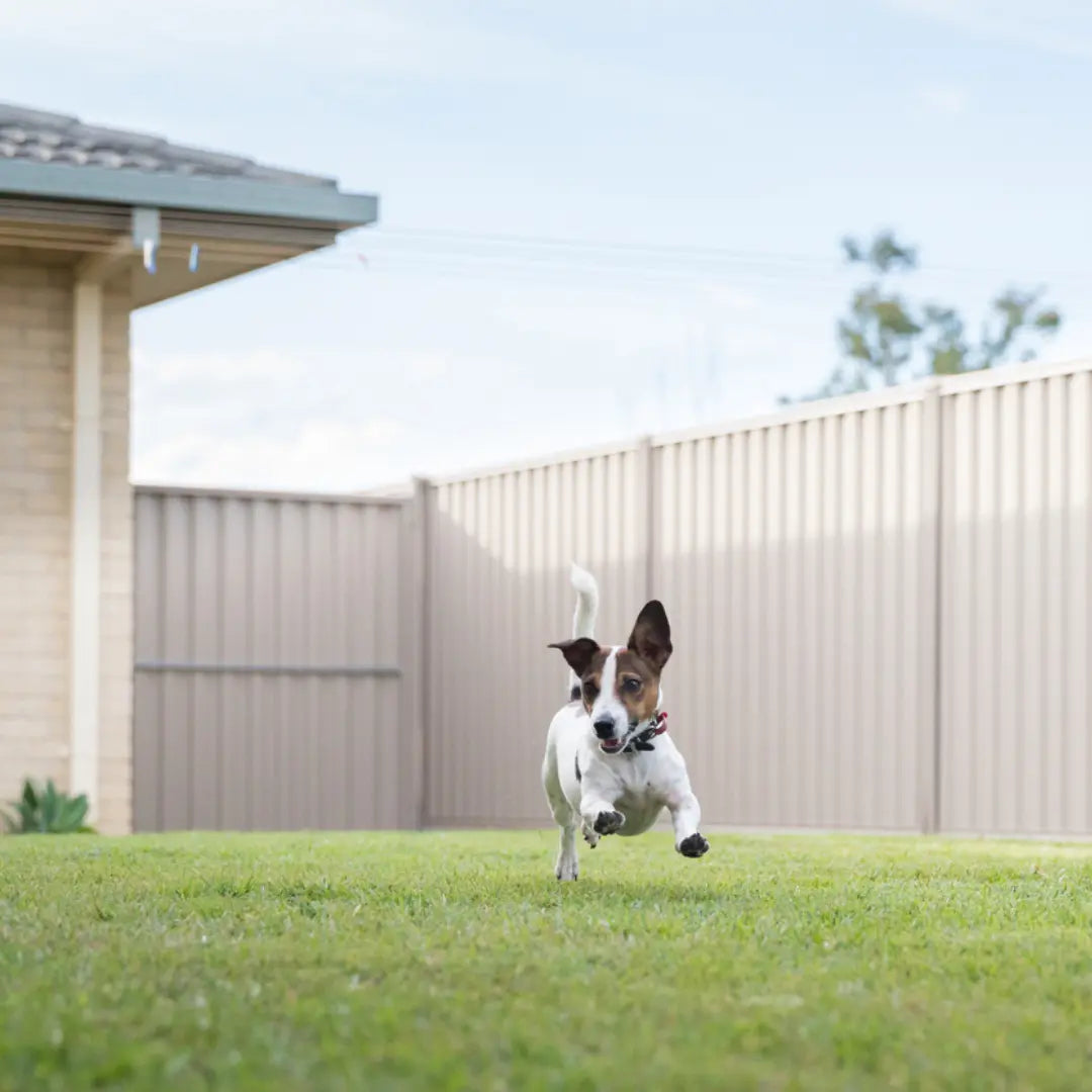 7 Ways to Protect Your Lawn from Dog Urine Damage Dog Child