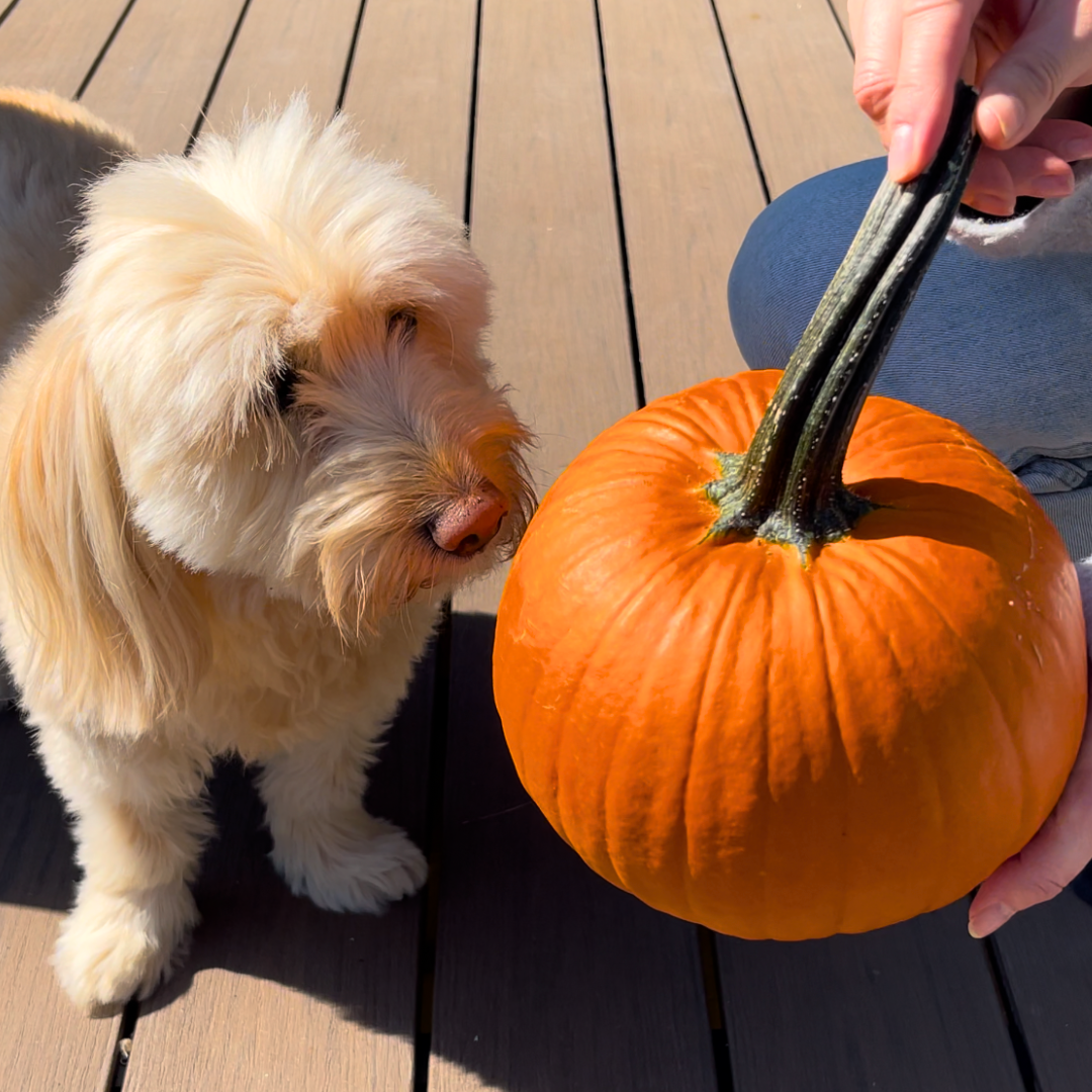 How to Cook a Whole Pumpkin for Dogs