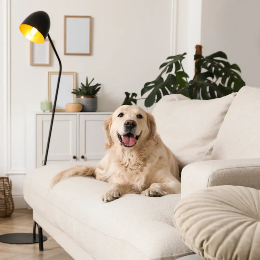 Creating A Healthier Home Environment For Your Dog Dog Child