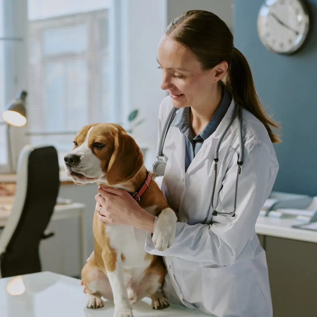 How to Compare Emergency Vet Costs in the UK Dog Child