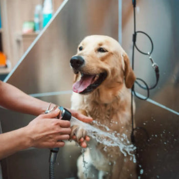 Where Can I Buy a Professional Dog Grooming Tub with a Ramp and Faucet? Dog Child