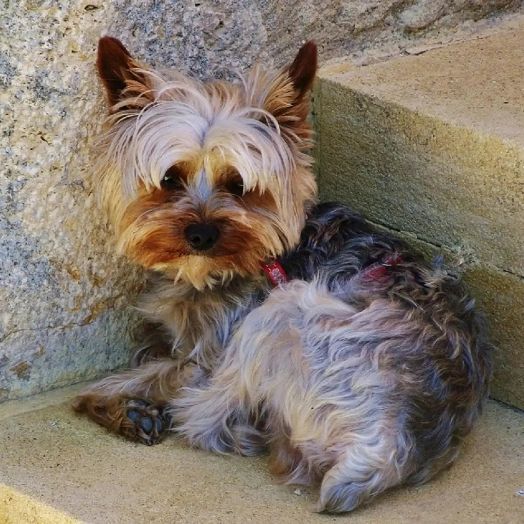 How to Look After Your Dog As It Gets Older Dog Child