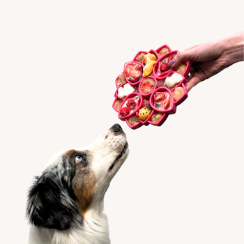 4 Functional Lick Mat Recipes for Dogs