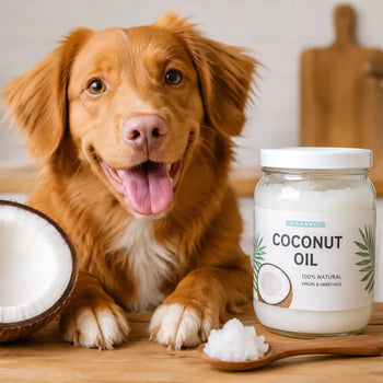 Coconut Oil or MCT Oil for Dogs with Pancreatitis: What You Really Need to Know Dog Child