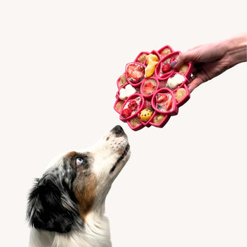 4 Functional Lick Mat Recipes for Dogs Dog Child