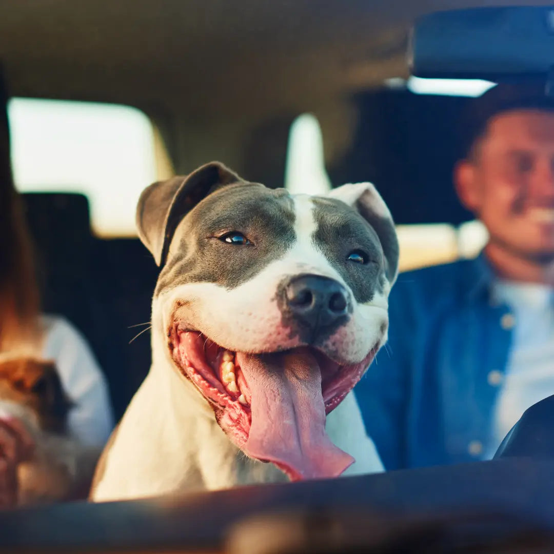 Stress-Free-Travel-for-Dogs-in-the-Car Dog Child