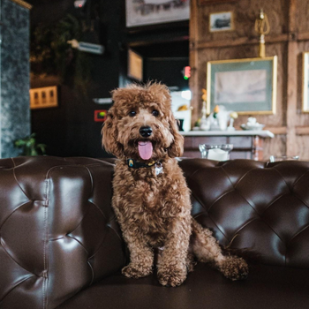 How to Create a More Enriching Life for Your Dog