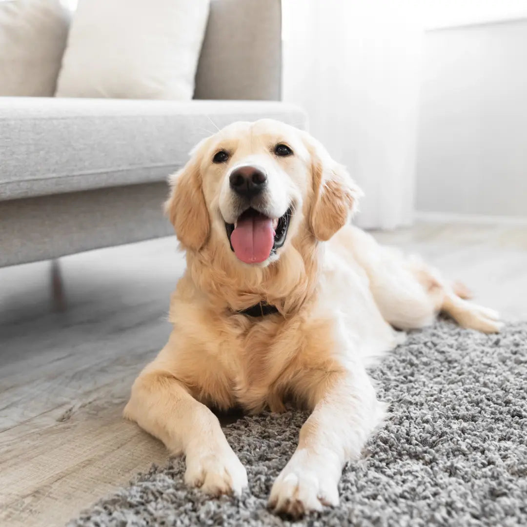 How Dog Parents Can Create Lasting Memories While Caring for Their Pets Dog Child
