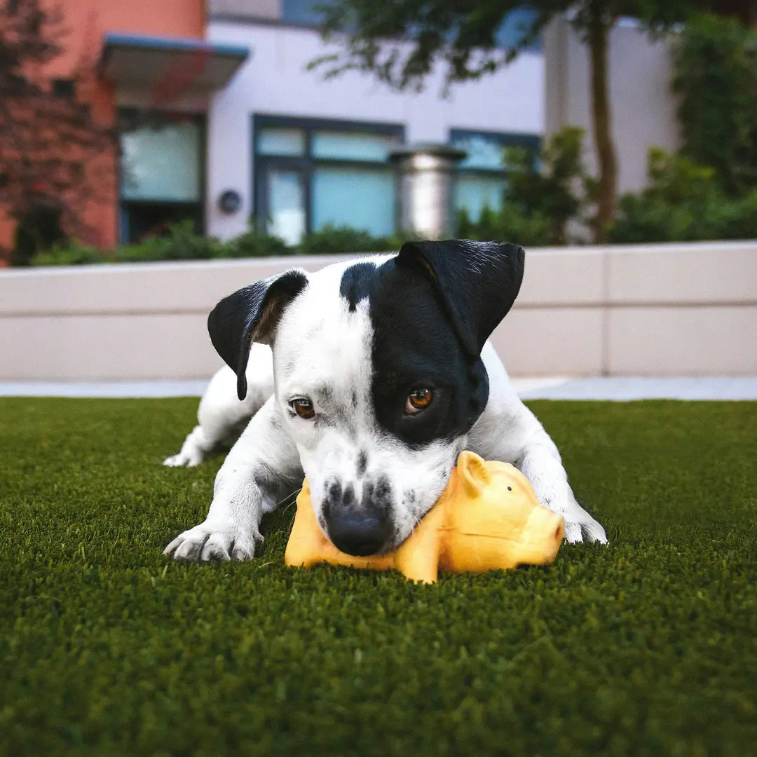 Why Your Dog Needs Mental Enrichment Dog Child
