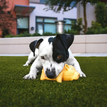 Why Your Dog Needs Mental Enrichment Dog Child