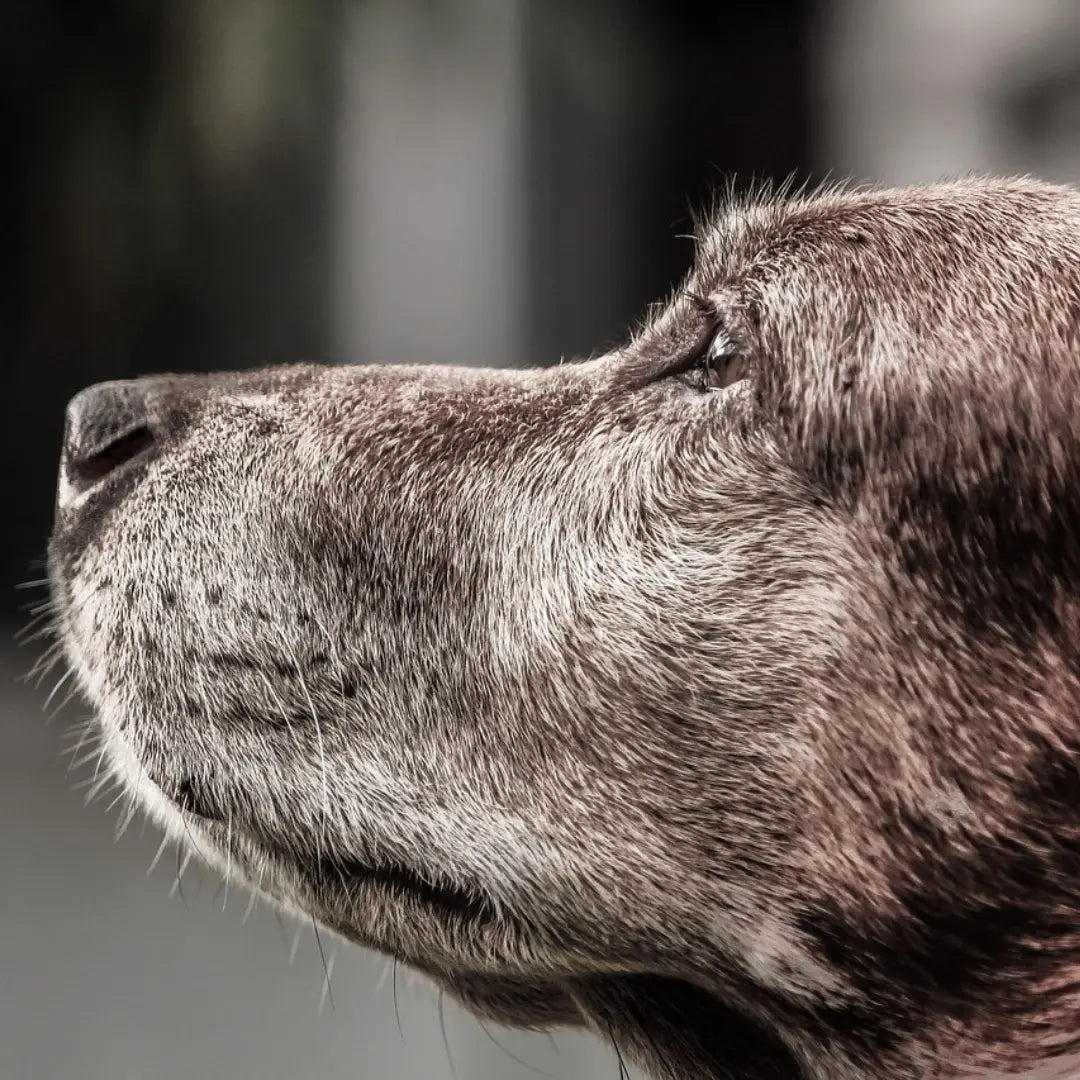 Common-Health-Issues-in-Dogs-and-How-to-Spot-Them Dog Child