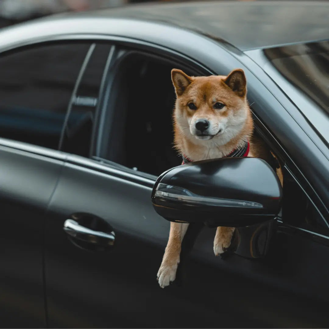Take-Your-Pup-on-a-Journey-Explore-Dubai-on-Wheels Dog Child