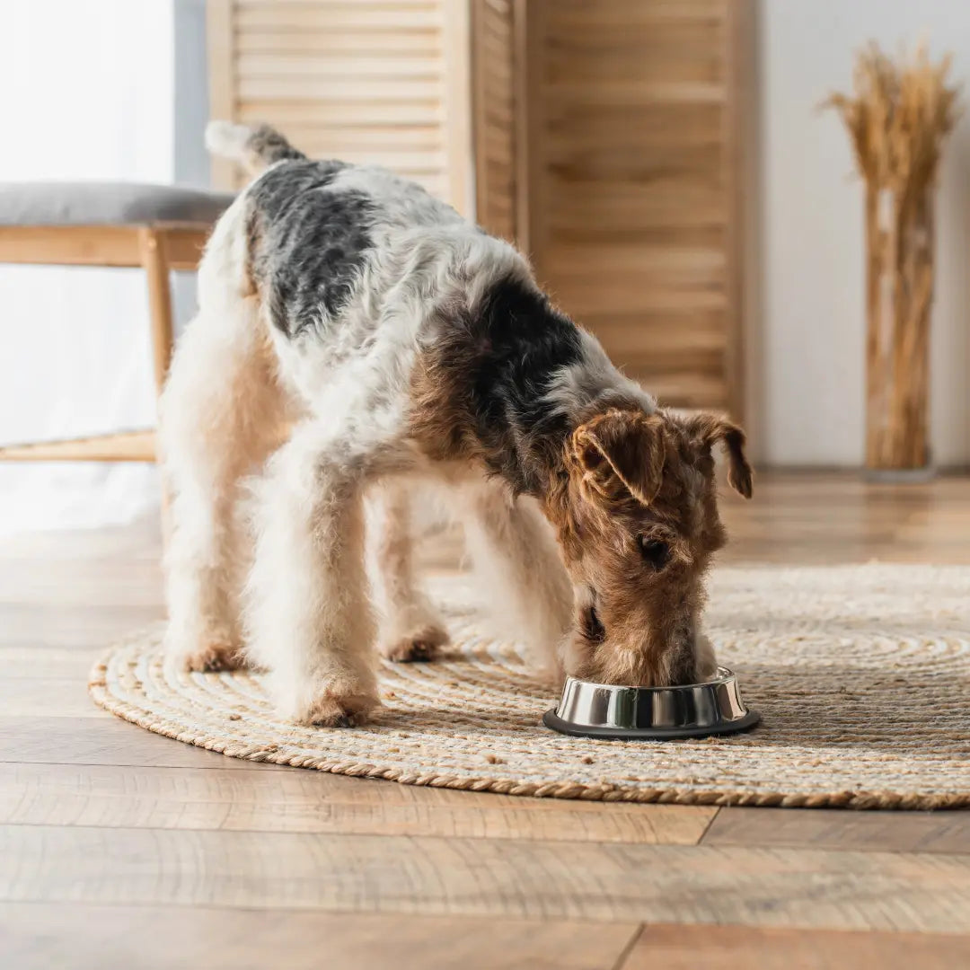 5 Signs Your Dog's Diet Is Making Elbow Dysplasia Worse Dog Child