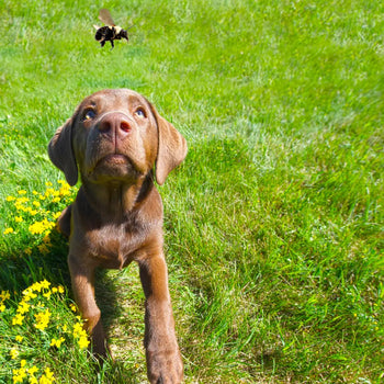 Dog Stung By Bee On Paw - What To Do Dog Child