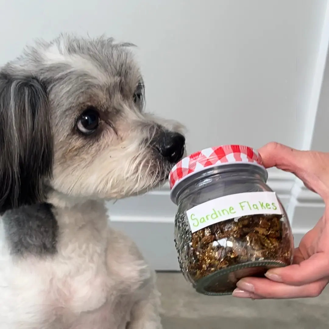 Homemade Sardine Flakes for Dogs: An Easy Whole Food Supplement & Food Topper Dog Child