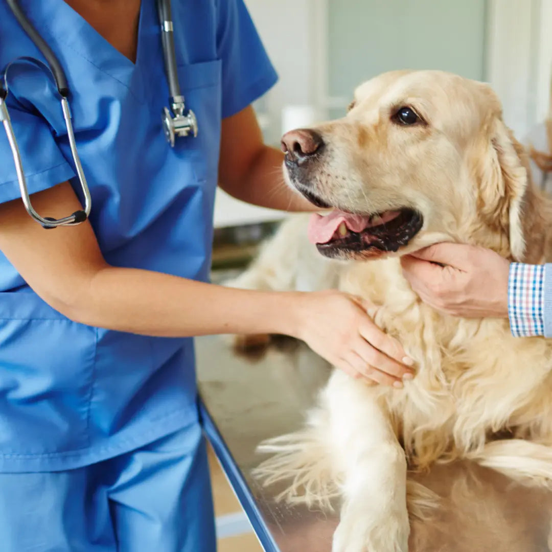 Getting Urgent Veterinary Care for your Pet Dog Child